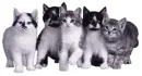 kittens
