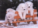 white like snow