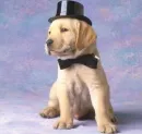 black bowtie