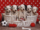 spots&dots