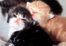 sleepy