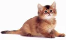 cute kitty