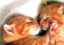 sweet dreams