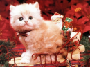 i'm so cutee