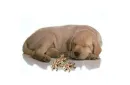 sleeping
