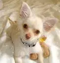 my dogie!