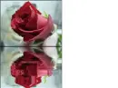 love's flower