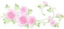 pink roses