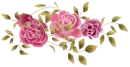 lovely roses