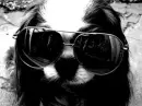 Big Sunglasses