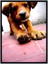 Puppy