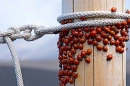 Lady Bugs