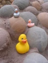 Rubber Duckies