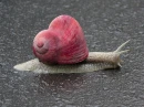 Heart Shell Snail