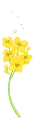 yellow flowers