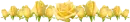 yellow roses