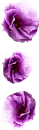 purple roses
