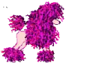 Shaggy Pink Poodle