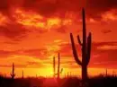 desert