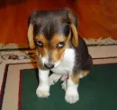 Lil Puppy