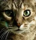 Close-up cat
