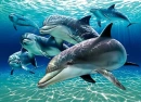 dolphins