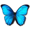 Morpho-Butterfly4