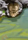 CAT KITTEN LOOKING AT FISH IN WATER