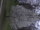 A pretty white tree