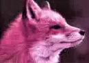 Pink Fox