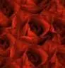 rose tile 1