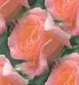 rose tile 3