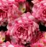 rose tile 6