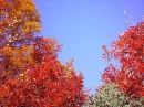 AutumnTrees