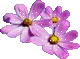 purple flowers