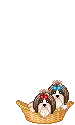 cute doggies