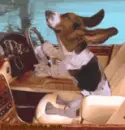 driving dog