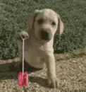 dog playing yoyo