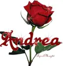 red rose andrea