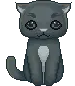 blackcat