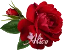 Alice - Single Rose Rainbow 
