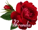 Brenda - Single Rose Rainbow 