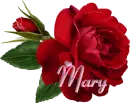Mary - Single Rose Rainbow 