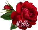 Lillie - Single Rose Rainbow 