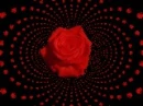 red roses