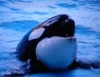 whale