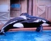 whale