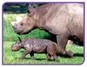 Black Rhino 