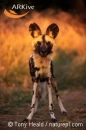 African Wild Dog