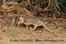 Armadillo